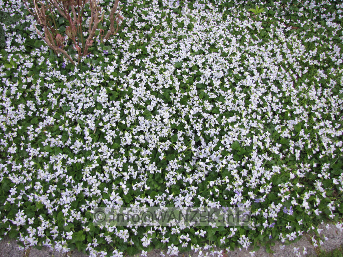 Viola papilionacea The Freckles 01 Flaeche.JPG